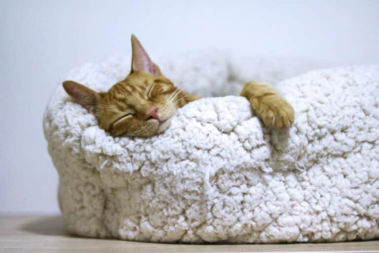 Cozy cat sleeping on cat bed